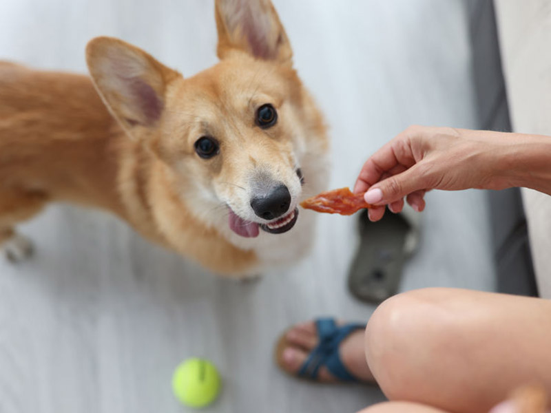 飼料和寵物食品熱門指標檢測