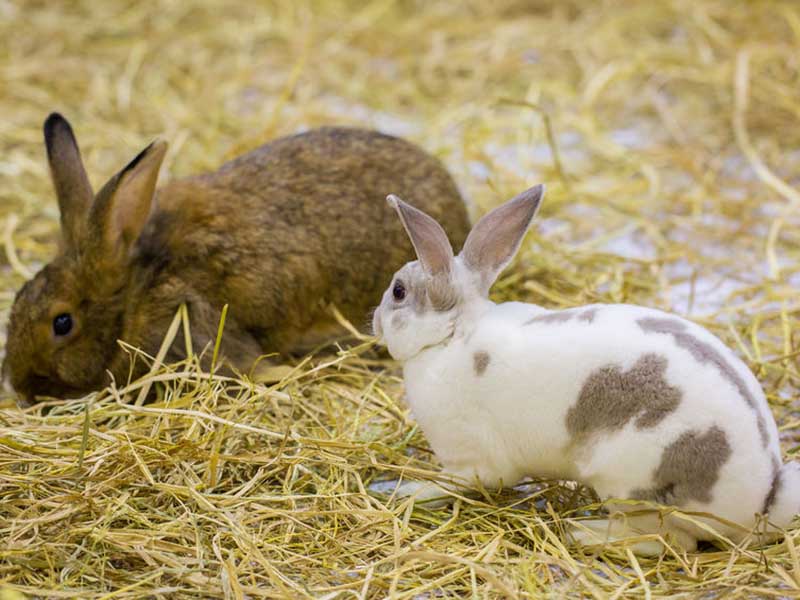 實驗動物墊料檢測